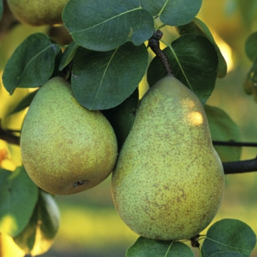 Poirier Beurre Hardy : demi tige ctr