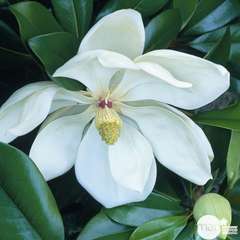 Magnolia grandiflora:pot 5L
