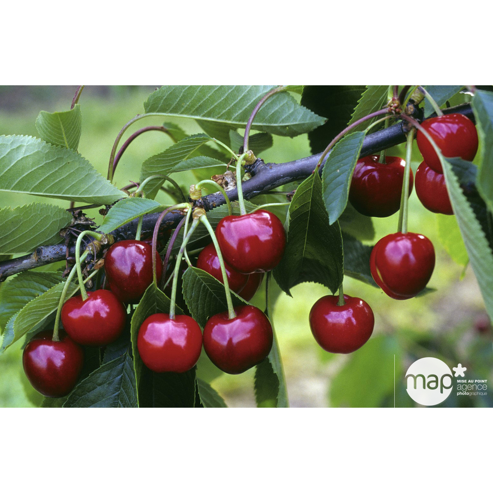 Cerisier bigarreau Burlat : gobelet 2 ans d'âge ctr 7,5 litres