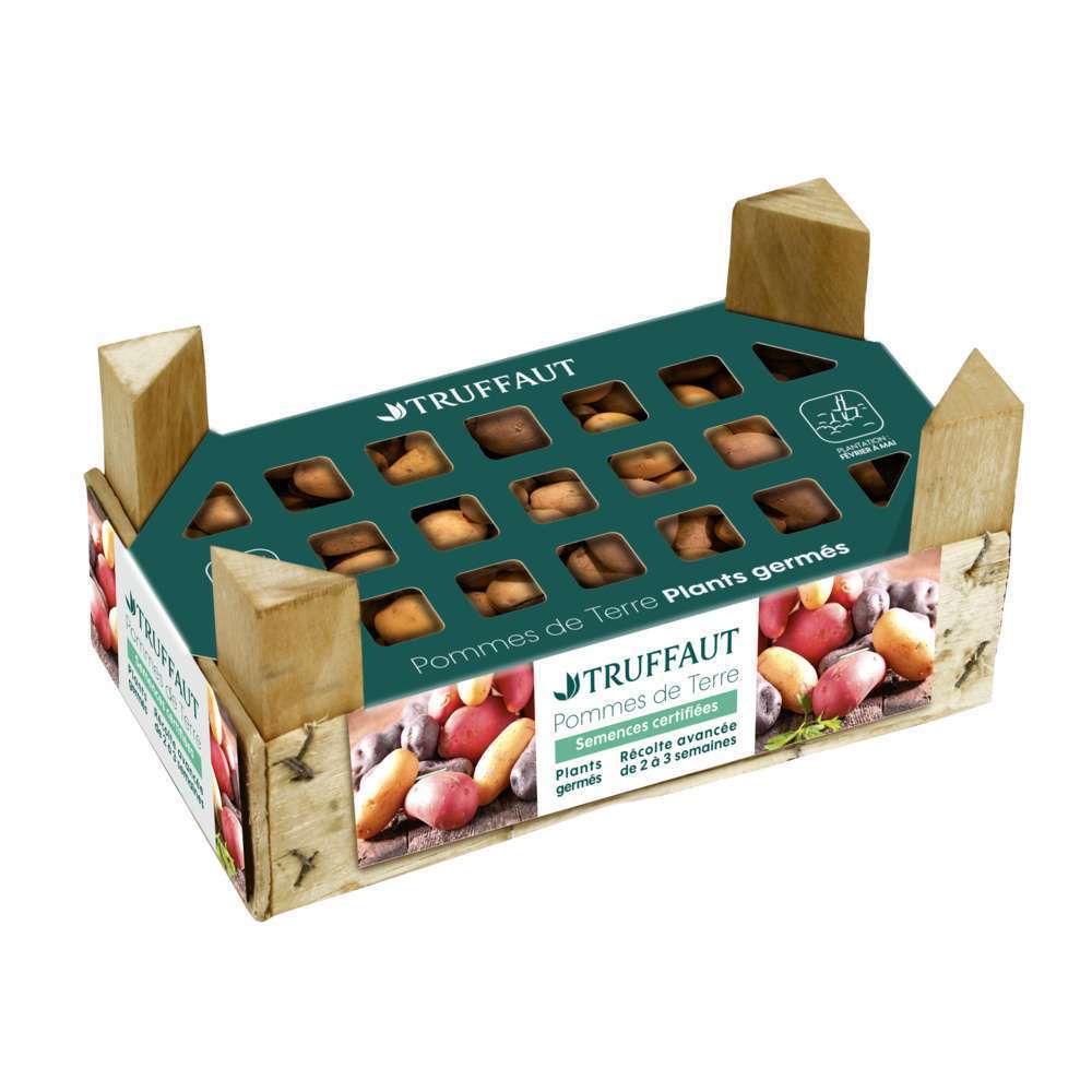 Pomme de terre Ratte:calibre 25/32 25 plants