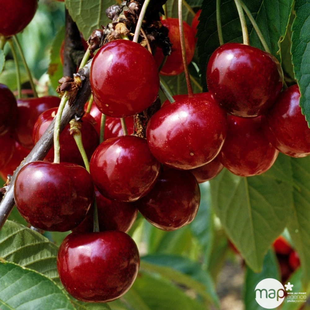 Cerisier Bigarreau Géant d'Hedelfingen : gobelet 2 ans d'âge
