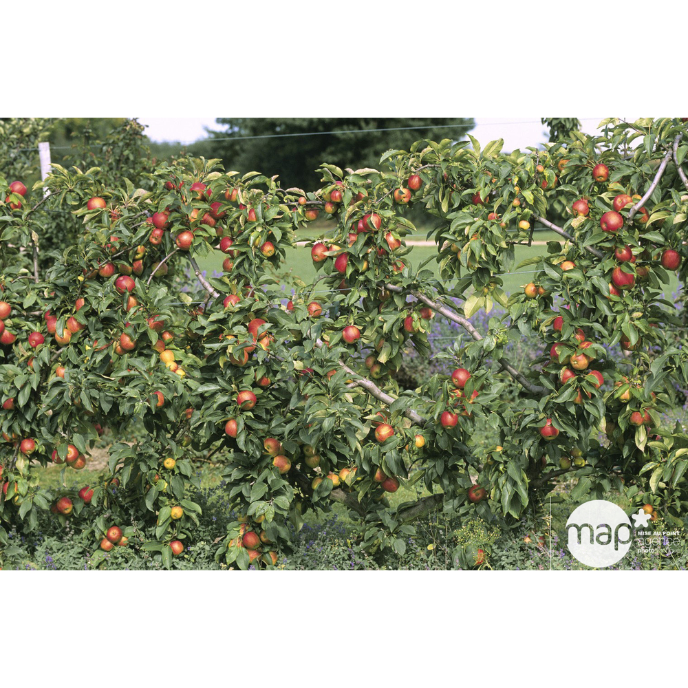 Pommier Reine des Reinettes : demi tige ctr