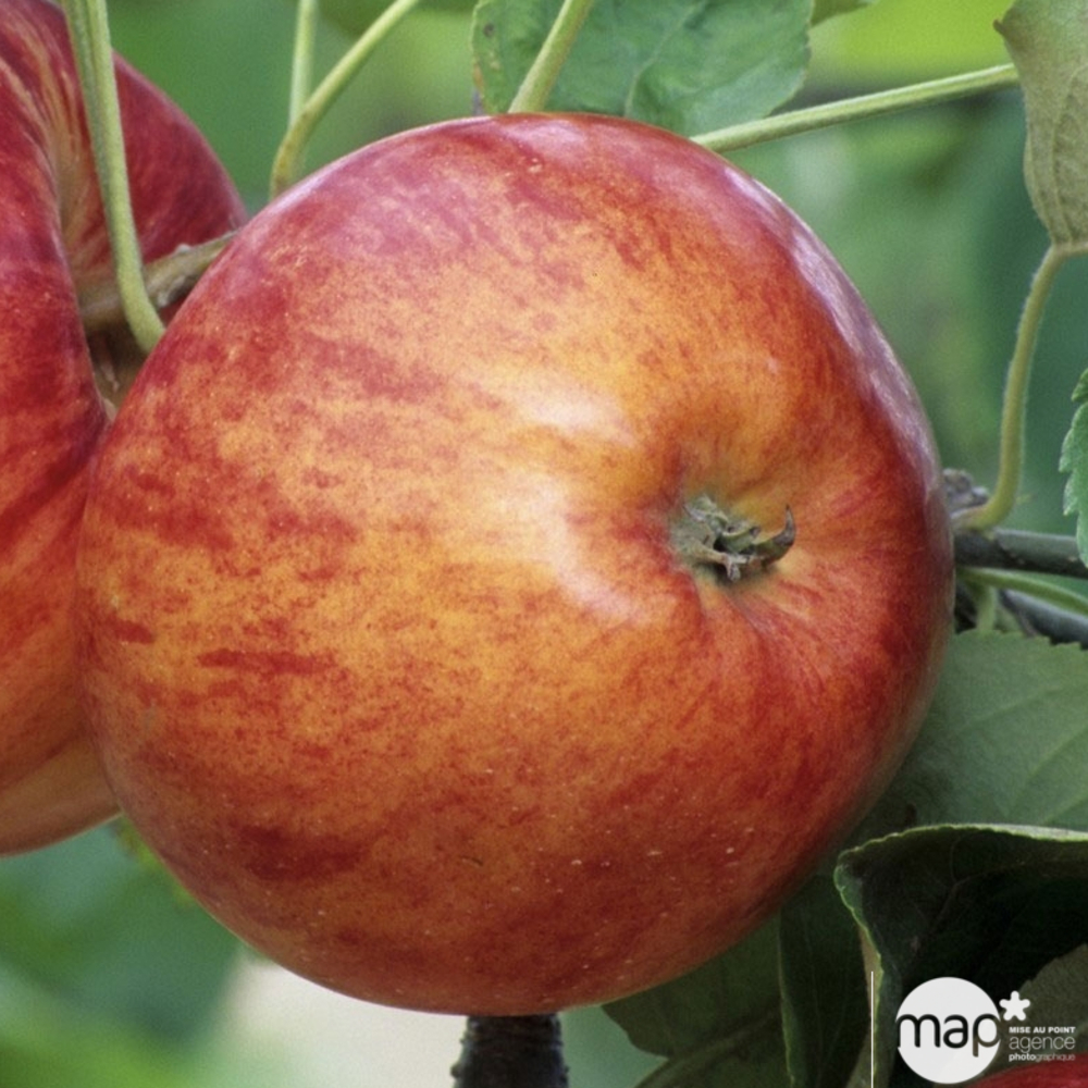 Pommier reine reinettes: gobelet 2 ans