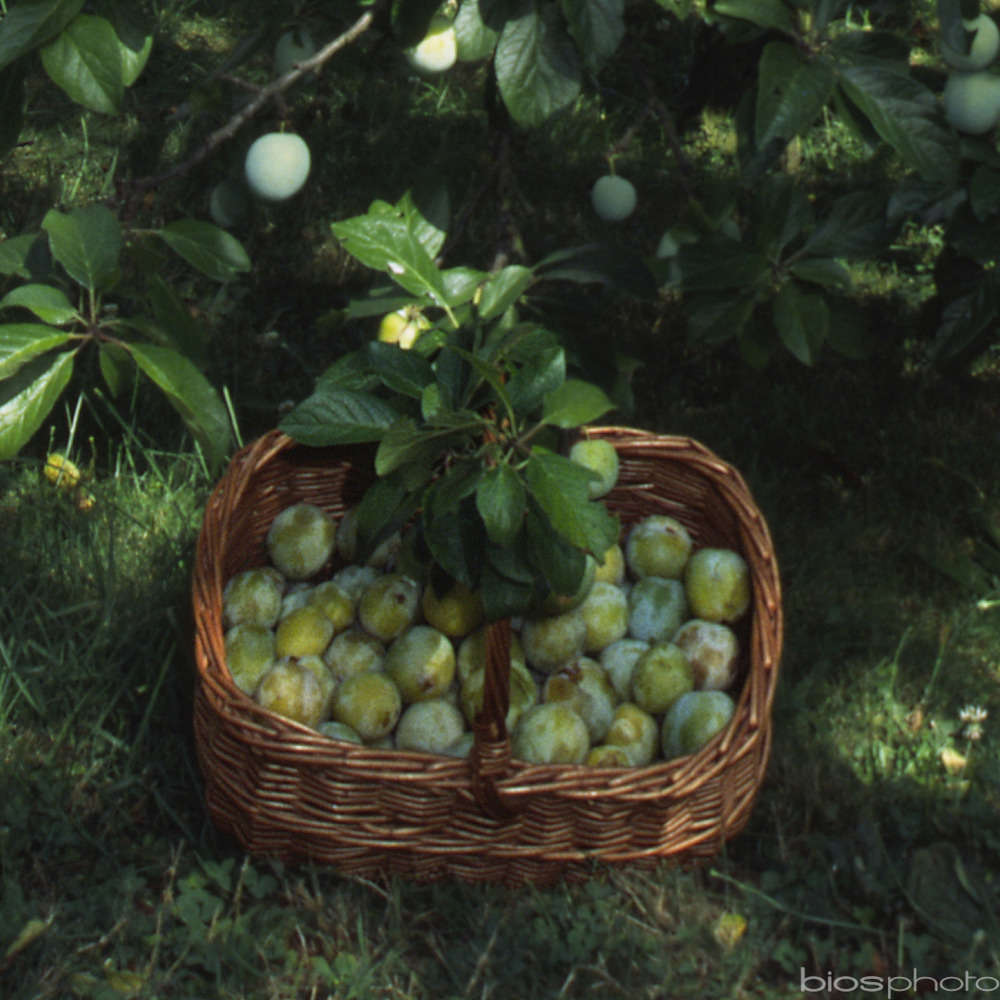 Prunier Reine-Claude d'Oullins en gobelet 2 ans d'âge - pot 7,5L