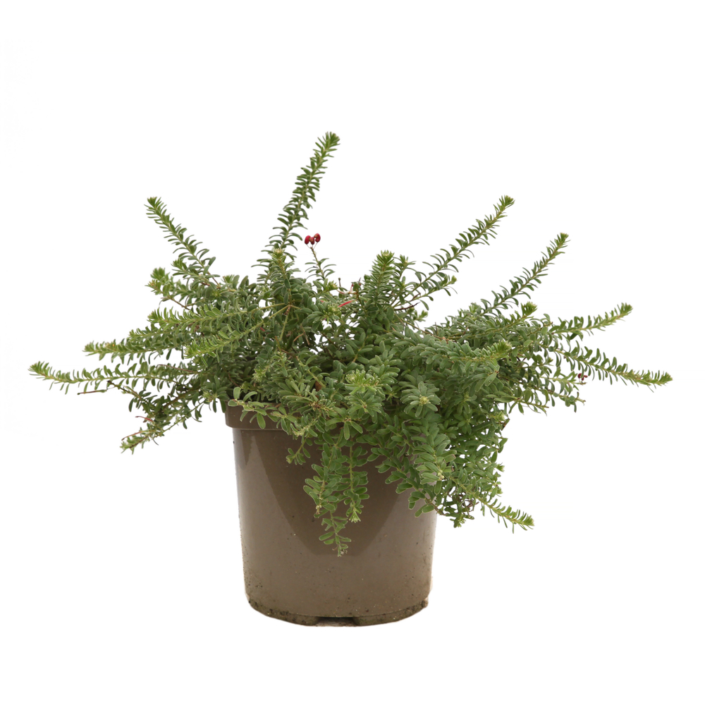 Grevillea juniperina ' Mount Tamboritha ' : hauteur 25/30 cm pot 3 L