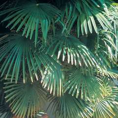 Trachycarpus Fortuneii : H 40/60 cm ctr 10 litres