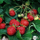 Plant de fraisier 'Ostara' : pot de 0,5 litre