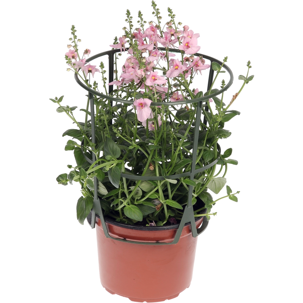 Mélange d'annuelles : pot 1L