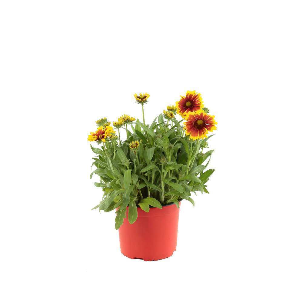 Gaillarde : conteneur de 2 Litres