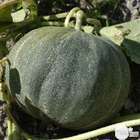 Plants de melons 'Petit Gris de Rennes' : barquette de 3 plants