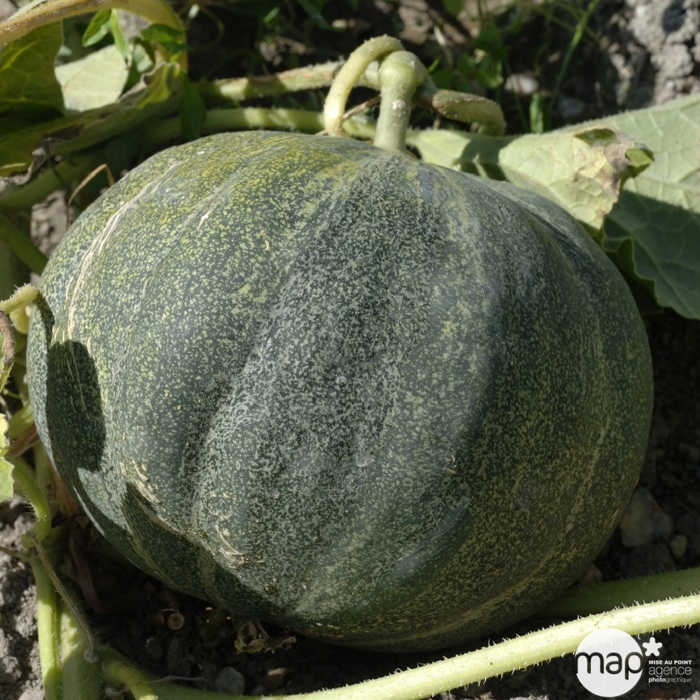 Plants de melons 'Petit Gris de Rennes' : barquette de 3 plants