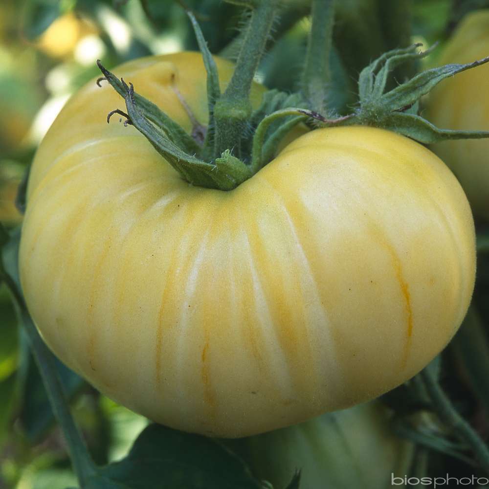 Plant de tomate 'Beauté Blanche' : pot de d,10cm