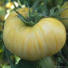 Plant de tomate 'Beauté Blanche' : pot de d,10cm