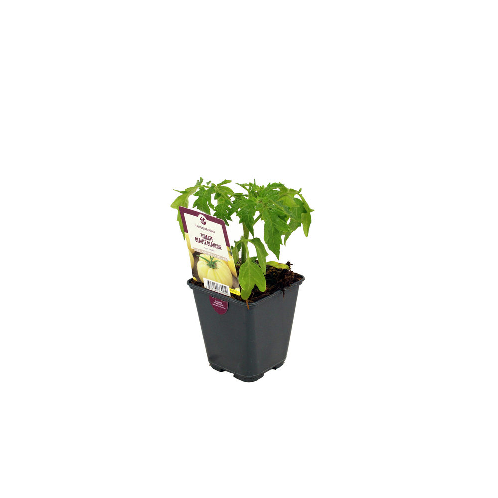 Plant de tomate 'Beauté Blanche' : pot de d,10cm