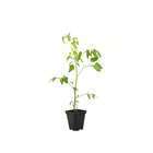 Plant de tomate 'Mirabelle' blanche : pot de 0,5 litre