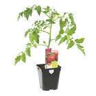Plant de tomate 'Montfavet' 63-5 F1 : pot de 1 litre
