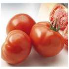 Plant de tomate 'Maestria' F1 greffée : pot de 1 litre