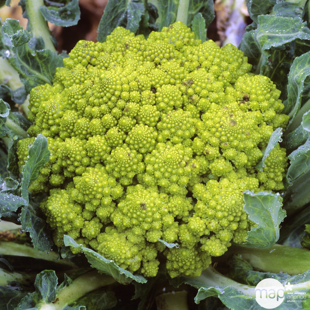 Plants de choux Romanesco 'Navona' F1 : barquette de 6 plants