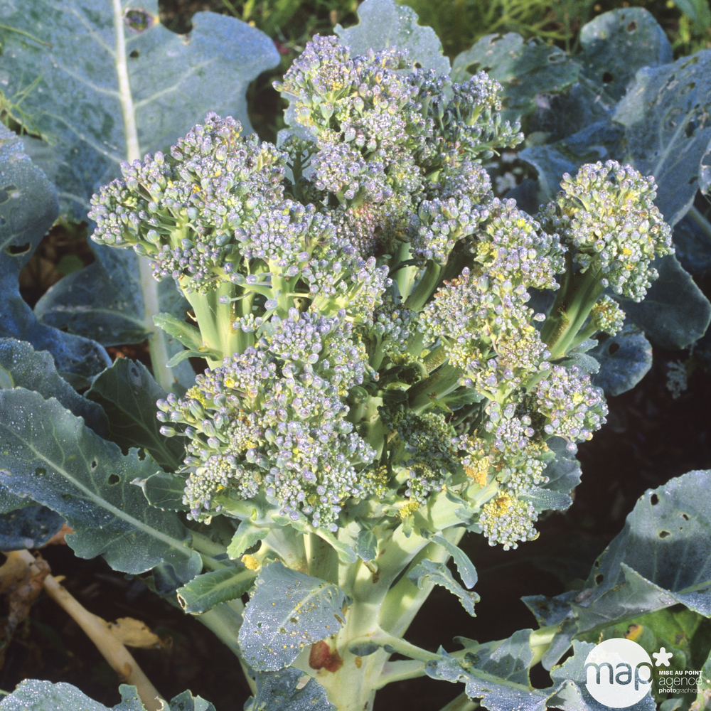 Plants de choux Brocoli 'Marathon' F1 : barquette de 6 plants