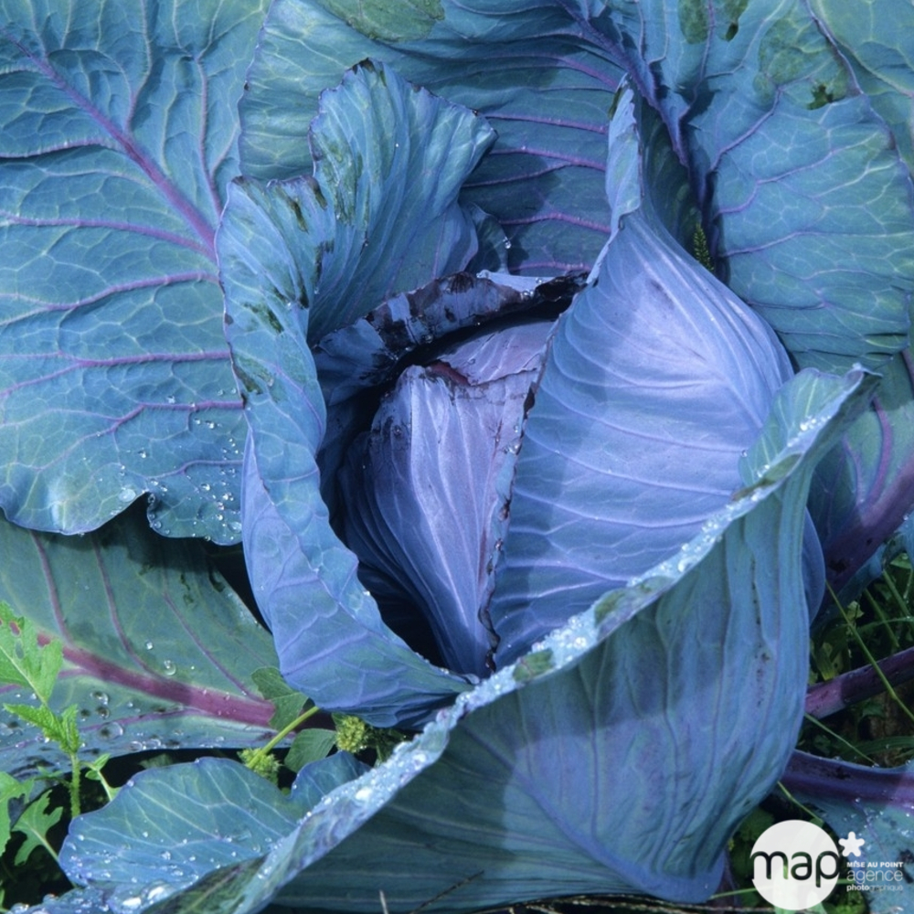 Plants de choux cabus rouge 'Redsky' : barquette de 6 plants