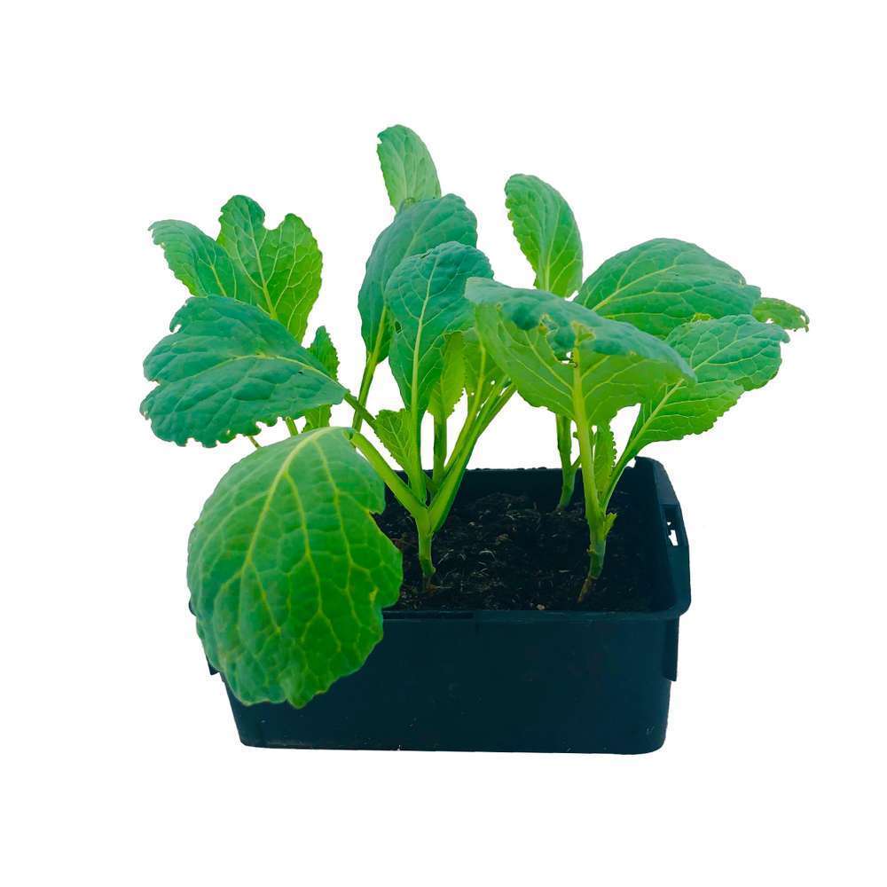 Chou de milan rigoleto f1: 6 plants