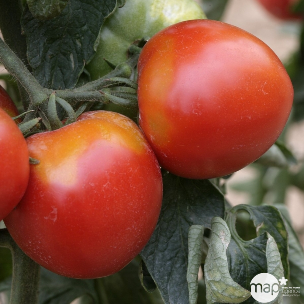 Plants de tomates 'Pyros' F1 : barquette de 3 plants