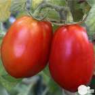 Plants de tomates Olivette 'Roma' F1 : barquette de 3 plants