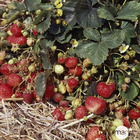 Plant de fraisier 'Rabunda' : pot de 0,5 litre