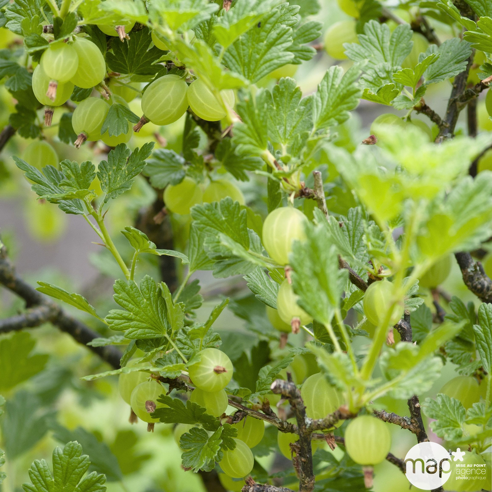 Groseillier à maquereau 'Hinnonmäki Gul' : pot de 1,5 litres