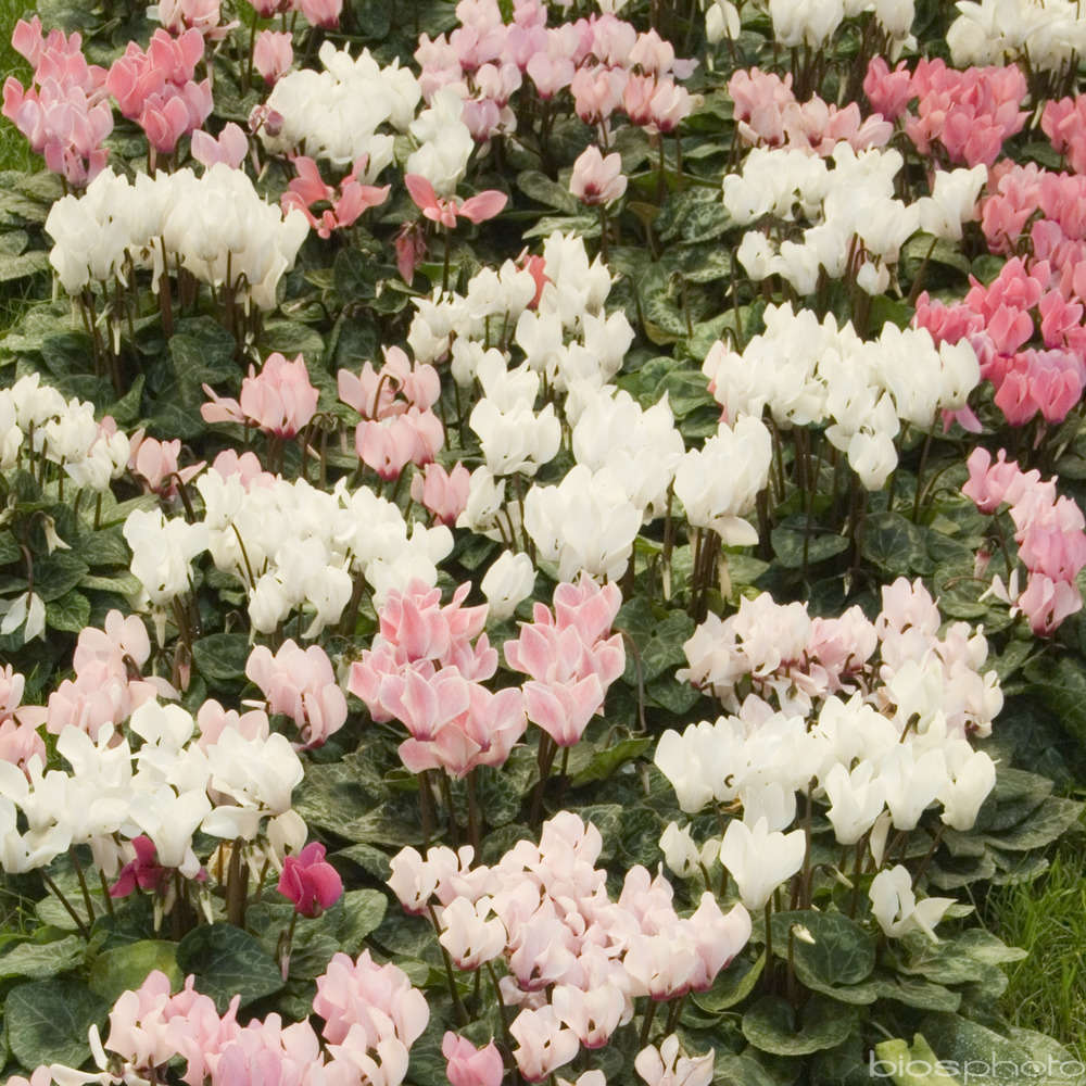 Cyclamen médium : jardinière 50 cm