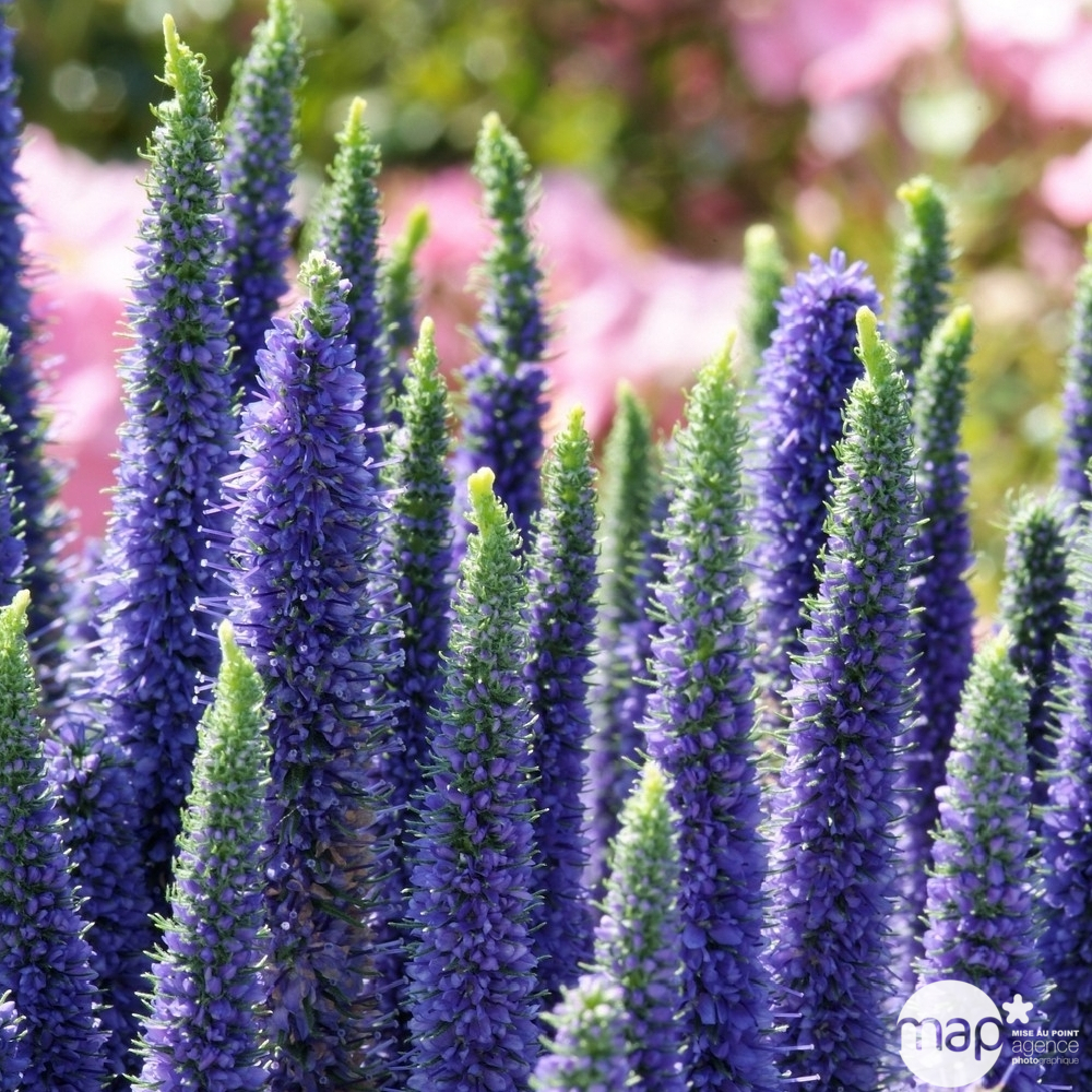 Véronique Royal Candles : godet vert