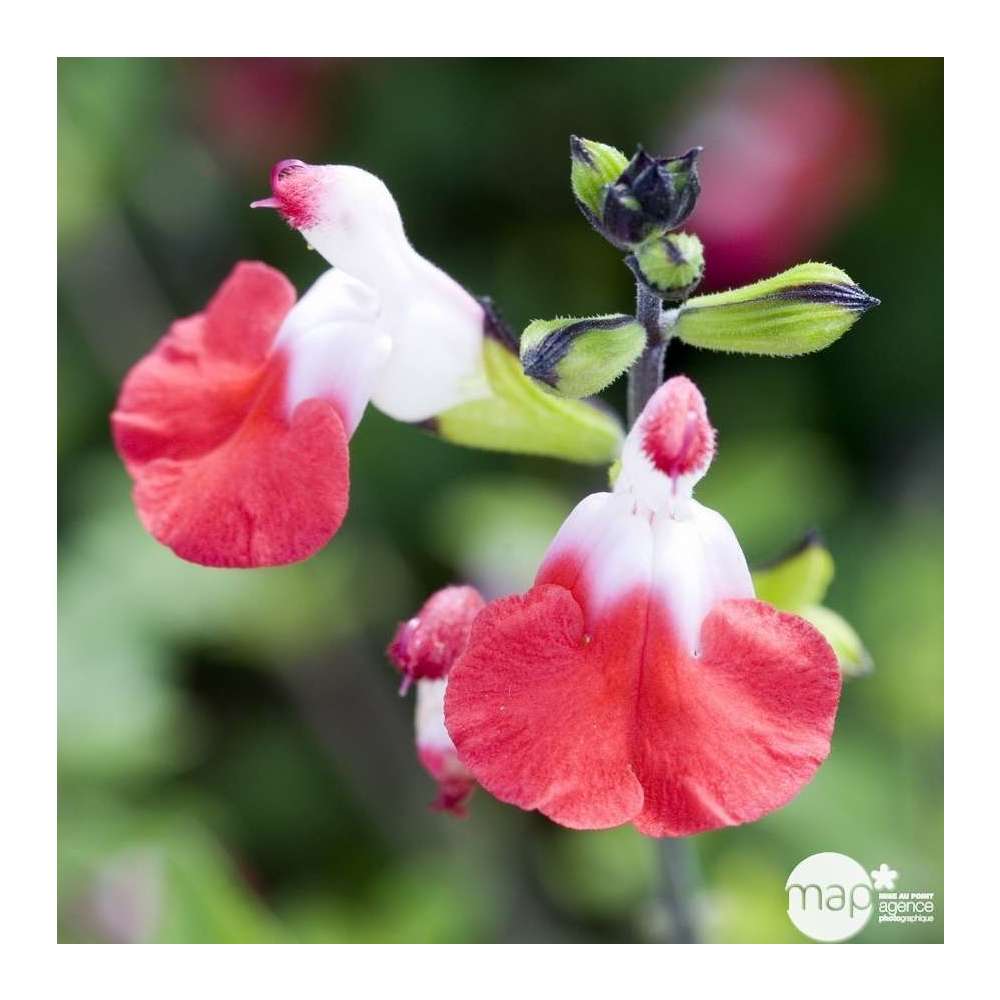 Sauge de Graham Hot Lips : godet rouge