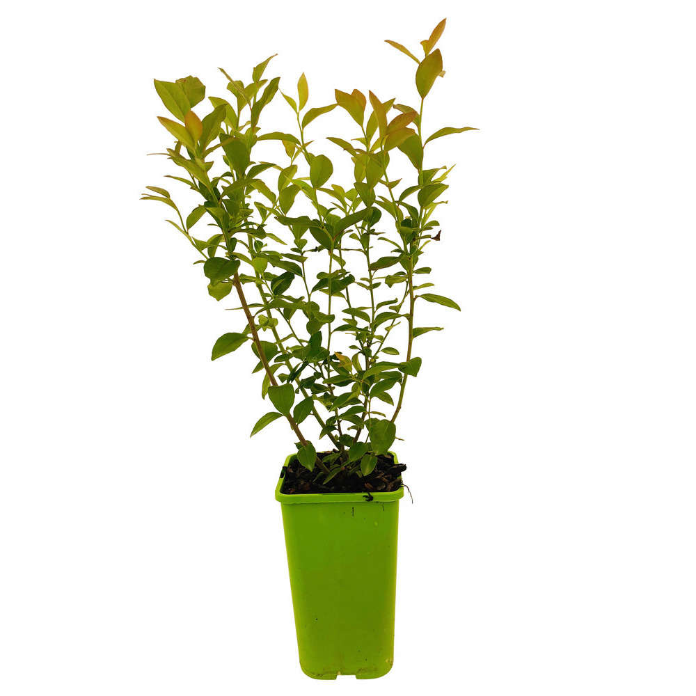 Myrtillier 'Brigitta Blue' : pot de 1,5 litres