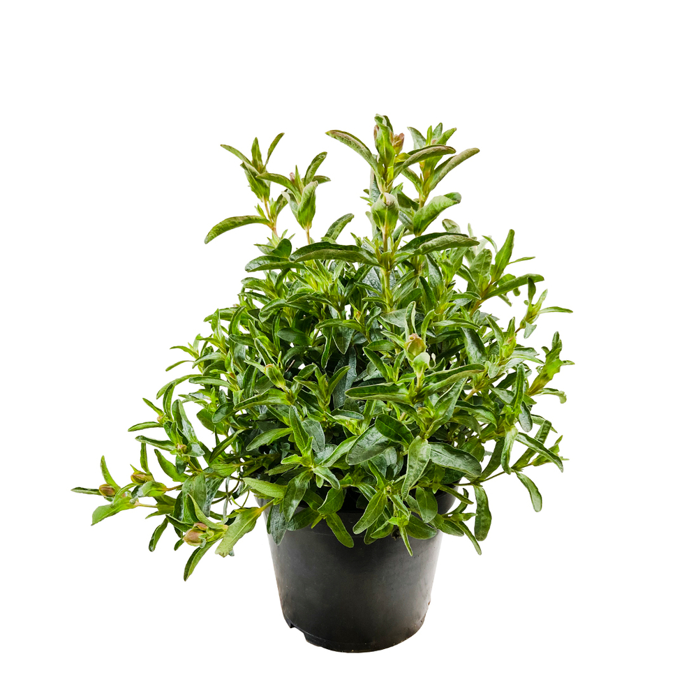 Cistus parviflorus, variétés variables : pot 7.5L