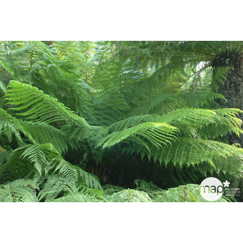 Dicksonia antartica : pot 5L