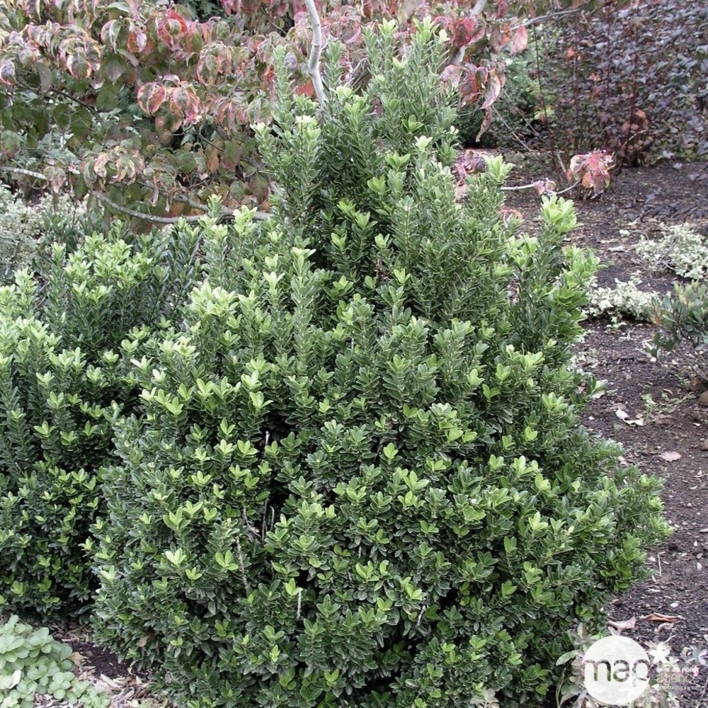 Euonymus alatus 'Compactus' : pot 15L