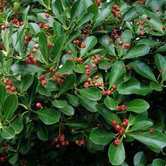 Euonymus japonicus : touffe ctr 5 litres