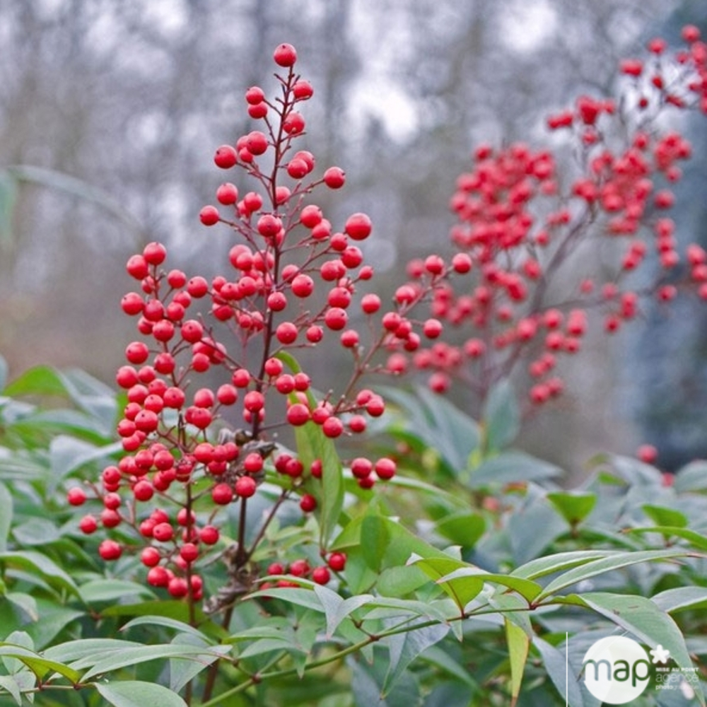 Nandina domestica : touffe ctr 5 litres