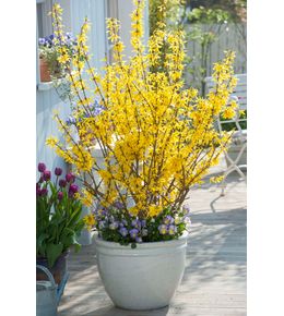 Forsythia x intermedia ' Mindor ' : touffe ctr 10 litres.