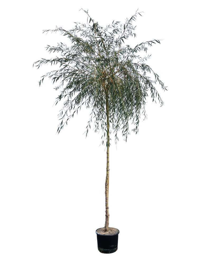 Salix babylonica : H 200/250 cm ctr 15 litres