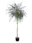 Salix babylonica : H 200/250 cm ctr 15 litres