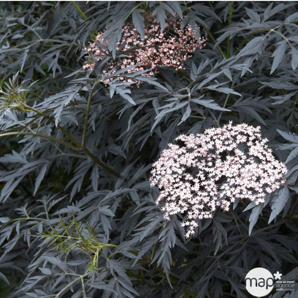 Sambucus Nigra Black Lace : Pot 3L