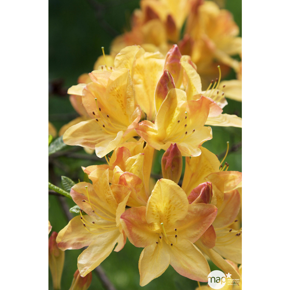 Azalea mollis : arbuste, ctr 3L, 30/40 cm