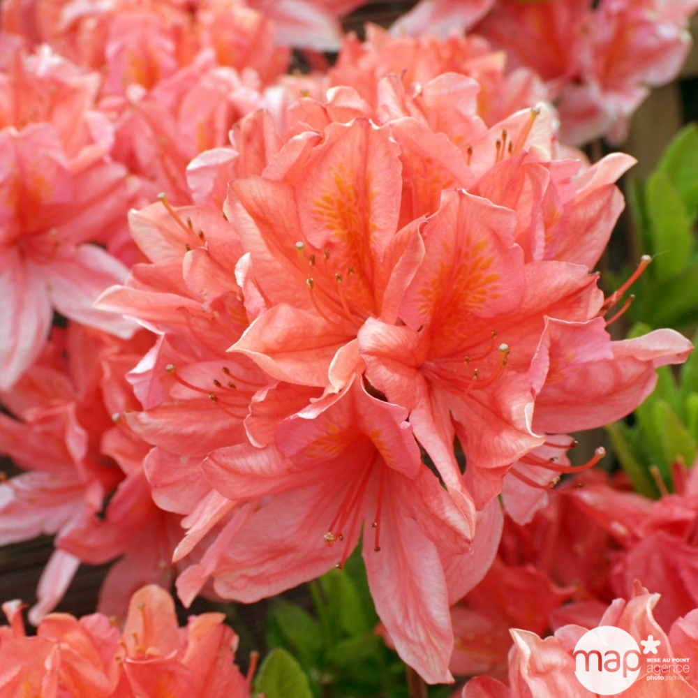 Azalea mollis : arbuste, ctr 12L, 70/80 cm