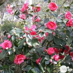 Camellia japonica : H 60/70 cm, ctr 7,5 Litres - Variétés variables