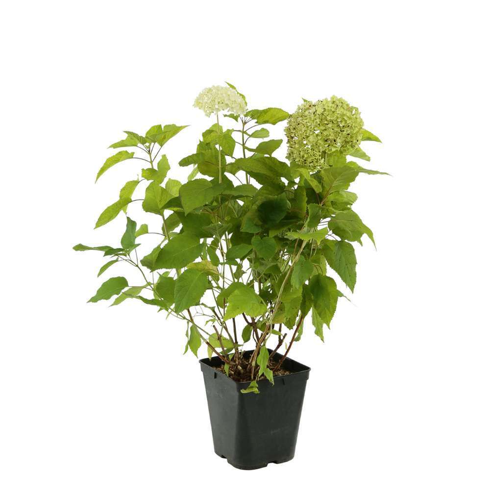 Hydrangea Arborescens annabelle : Pot 5L (fleurs blanches)