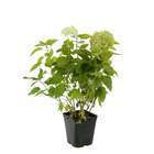 Hydrangea Arborescens annabelle : Pot 5L (fleurs blanches)