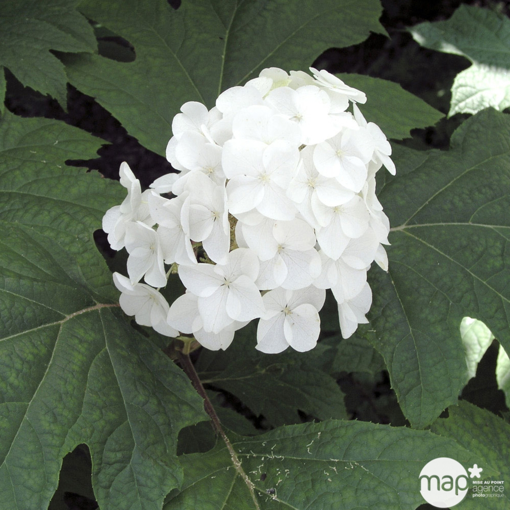 Hydrangea quercifolia, ctr 3 L