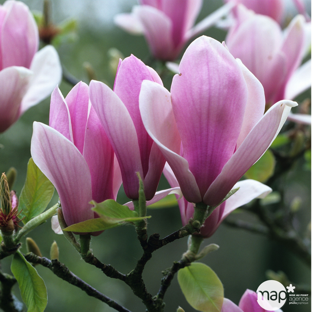Magnolia : H.100/125cm, conteneur 20L