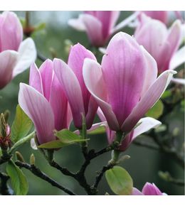 Magnolia : H.100/125cm, conteneur 20L